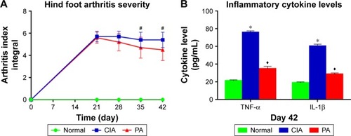 Figure 2 The severity index in the collagen-induced arthritis (CIA) rats pre- and post-treatment. Clinical arthritis scores (A) and serum inflammatory cytokine levels (tumor necrosis factor-alpha [TNF-α], interleukin [IL-1β]) (B) were compared among the normal group, the CIA group and the paeoniflorin (PA) group. Hind foot arthritis parameters were measured following 0, 21, 28, 35 and 42 days after immunization (n=10), serum inflammatory cytokines were measured following 42 days after immunization (n=5). #p<0.01 CIA versus PA; *p<0.01 CIA versus normal; ♦p<0.01 CIA versus PA.