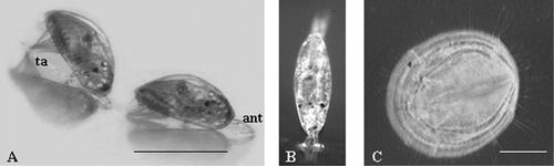 Figure 1 Settlement process of cyprid larvae ofBalanus improvisus. A, Cyprid larvae exploring the substrate by flicking their antennulae; scale bar 500 µm (ant: antennulae; ta: thoracic appendages). B, Cyprid larva in permanent attachment, after cement secretion. C, Juvenile after ecdysis; scale bar 300 µm.