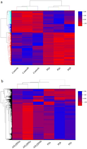 Figure 1. a: Heatmap showing differentially expressed genes in the control vs. PQ group. b: Heatmap showing AH2QDS differentially expressed genes in the PQ vs. AH2QDS group. Each row in the heatmap represents a gene, and each column represents a sample with red indicating gene upregulation and blue indicating gene downregulation.