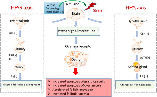 Figure 1. Psychological stressors regulates ovarian function through the HPA and HPG axes.
