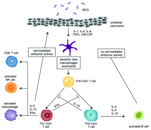 Figure 1. Suggested cascade of immune responses in bladder mucosa induced by intravesical bacillus Calmette-Guérin (BCG) instillation. Attachment of BCG to urothelial cells including carcinoma cells triggers the release of cytokines and chemokines, resulting in the recruitment of various types of immune cells into the bladder wall. Activation of phagocytes and the cytokine environment lead to the differentiation of naïve CD4+ T cells into Th1 and/or Th2 cells, which further direct immune responses toward cellular or humoral immunity, respectively. The therapeutic effect of BCG depends on a proper induction of Th1 immune responses. Interleukin-10 (IL-10) inhibits Th1 immune responses whereas interferon γ (IFNγ) inhibits Th2 immune responses. Thus, blocking IL-10 or inducing IFNγ can lead to a Th1-dominated immunity that is essential for the BCG-mediated bladder cancer resolution.