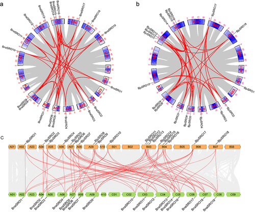 Figure 3. Collinearity of the SRO gene pairs. (a) Collinearity analysis of the SRO gene family in Brassica napus. (b) Collinearity analysis of the SRO gene family in Brassica juncea. (c) collinearity analysis of SRO genes between Brassica napus and Brassica juncea. The identified SRO gene pairs are connected by red lines.