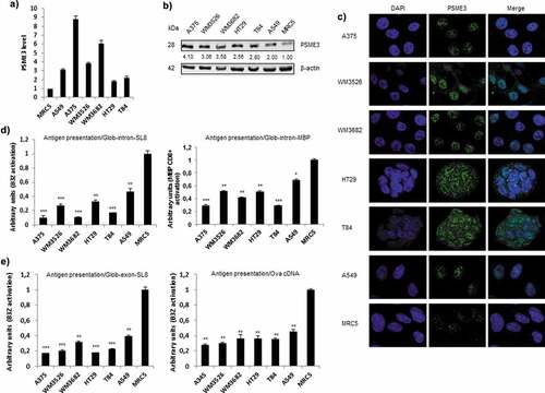 Figure 1. Inverse correlation between the expression of PSME3 and antigen presentation in multiple cancer cell lines. (a) PSME3 mRNA levels were analyzed by RT-qPCR in different cell lines and normalized to β-actin mRNA levels. The MRC5 cell line was used as a reference. Experiments were performed in triplicate. Data are expressed as the mean ± SEM from three technical replicates. (b) Western blot analysis and quantification (relative to the housekeeping protein β-actin) of PSME3 expression. Protein levels are indicated below each gel. (c) PSME3 protein localization was determined by immunofluorescence in several tumor cell lines and in the MRC5 normal cell line. PSME3 was stained with Alexa Fluor 488, and nuclei were counterstained with DAPI. Cells were analyzed by confocal microscopy. As expected, the regulator PSME3 was localized in the nucleus in all tested cell lines. (d, e) All cell types were transfected in vitro with Glob-intron-SL8 (d, left panel) or Glob-intron-MBP(79–87) (d, right panel), β-Glob-exon-SL8 (e, left panel) and OVA cDNA (e, right panel) expression constructs. The cells were incubated with the SL8-specific CD8+T cell hybridoma (B3Z) for 16h. The data show the average of at least three independent experiments ± SD minus the values from mock-transfected cells. Free SL8 peptides were added to the cells to ensure that the T cell assays were performed under non-saturation conditions and that the expression of MHC-I molecules was not affected.