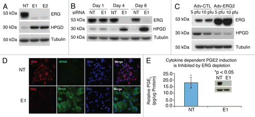 Figure 1 ERG regulates HPGD expression and PGE2 in VCaP cells. (A) VCaP cells transfected with ERG siRNA (E1, E2) or with non-targeting siRNa (NT) from triplicate experiments were harvested on day 4 post transfection and processed for immunoblot analysis for detecting ERG and HPGD. Tubulin expression was used as the input control. (B) Induction of HPGD expression in response to ERG knockdown in a time dependent fashion. Transfected VCaP cells, as described in the Materials and Methods, were harvested on days 1, 4 and 8 post-transfection and processed for immunoblot assay for detecting ERG and HPGD proteins. (C) Ectopic expression of ERG decreased HPGD protein levels. VCaP cells were infected with either wild type ERG2 adenovirus expression vector (Adv-ERG2) or control adenovirus expression vector (Adv-CTL). (D) Sub-cellular localization of ERG and HPGD in response to ERG siRNa (E1) or non-targeting siRNA (NT) was assessed by immunofluorescence assay in VCaP cells. (E) PGE2 levels were measured in the conditioned medium of VCaP cells transfected with either non-targeting siRNA (NT) or ERG siRNA (E1) in the presence of IL-1β. Cells were harvested after 24 h and total lysate were prepared for PGE2 normalization (insert).