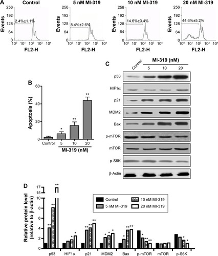 Figure 1 Inhibition of MDM2 induces cell apoptosis and p53 upregulation in human RCC cells.
