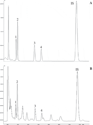 Figure 1. Chromatograms of organic acid standard solution (A) and of a chestnut sample extract (B). Peaks: (1) – malic acid; (2) – ascorbic acid; (3) – citric acid; (4) – fumaric acid; and (IS) – internal standard (gallic acid).
