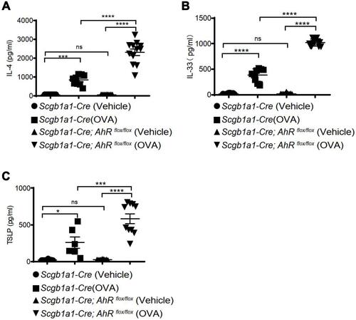 Figure 4 AhR deficiency resulted in reduced inflammatory cytokine expression in ovalbumin-sensitized and challenged mice. Levels of IL-4 (A), IL-33 (B), and thymic stromal lymphopoietin (TSLP), (C) in bronchoalveolar lavage fluids were measured using ELISA. *P < 0.05, ***P < 0.001, ****P < 0.0001 (One-Way ANOVA).