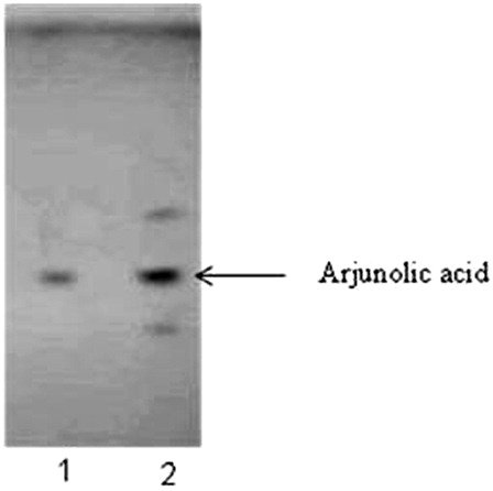 Figure 1. Thin-layer chromatogram of standard arjunolic acid (lane 1) and HETA (lane 2).