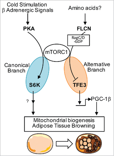 Figure 1. Model of 2 separable mTORC1 branches regulating adipose tissue browning. Cold stimulation/β-adrenergic signaling activates mTORC1 through PKA to induce browning. On the other hand, FLCN suppresses TFE3 nuclear localization via mTORC1 through control of RagC/D guanyl nucleotide charging status, which is separable from the mTORC1-S6K branch. Loss-of-mTORC1 ablates browning response upon cold stimulation while, at the same time, leads to constitutive hyper-activation of TFE3, which induces browning at baseline.