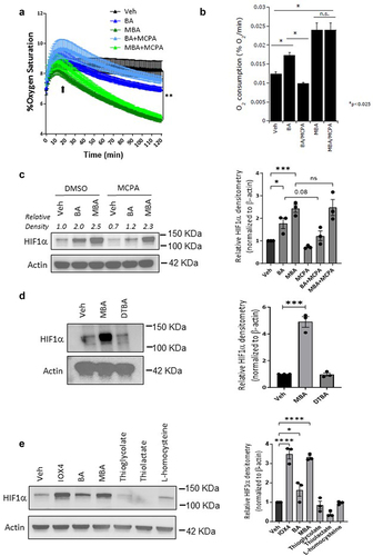 Figure 4. MBA stabilizes HIF independent of oxygen consumption through a sulfhydryl involved mechanism.