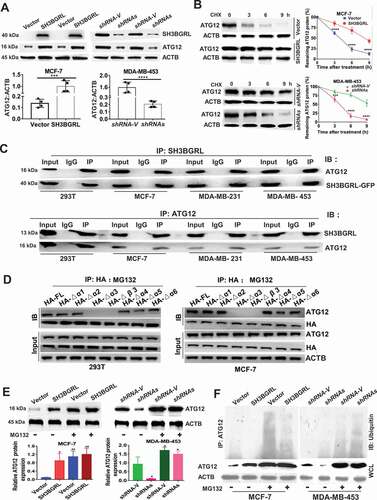 Figure 6. SH3BGRL also enhances autophagy through sustaining ATG12 stability. (A) Immunoblots of ATG12 in the indicated cells. ACTB was used as a loading control. Statistical analysis of ATG12 expression by four independent immunoblots. ***P < 0.001, ****P < 0.0001. (B) ATG12 protein stability analysis. Indicated cells were treated with 50 μg/ml cycloheximide (CHX) for 0, 3, 6, 9 h and the statistical analysis of ATG12 expression was conducted with three independent experiments. ***P < 0.001, ****P < 0.0001. (C) Co-immunoprecipitation of SH3BGRL and ATG12 in lysates of HEK293T, MCF-7, MDA-MB-231 and MDA-MB-453 cells. (D) Co-immunoprecipitation analysis of the interaction domain of SH3BGRL with ATG12 in 293 T and MCF-7 cells transfected with indicated SH3BGRL and truncated mutants, respectively. Cells were treated with MG132 for 12 h to block the degradation of ATG12. (E) Immunoblots of ATG12 in the indicated cells. Cells were treated with or without MG132 for 12 h. Statistical analysis of ATG12 expression was performed with three independent experiments. *P < 0.05, **P < 0.01. (F) Ubiquitination analysis of ATG12. Cells were treated with or without MG132 for 12 h. Lysates from Indicated cells were immunoprecipitated with ATG12 antibody, followed by immunoblotting analysis with antibody against ubiquitin.