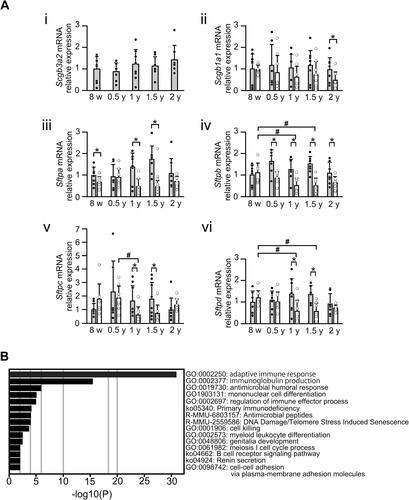 Figure 5 Gene expression in lung tissues from WT and Scgb3a2-KO mice during aging. (A) Surfactant protein (SP) gene expression in lung tissues from wild-type (WT) and Secretoglobin (Scgb) 3a2-knockout (KO) mice during aging. mRNA levels coding for Secretoglobin (SCGB) 3A2, SCGB1A1, SP-A, SP-B, SP-C, and SP-D [Scgb3a2 (i), Scgb1a1 (ii), Sftpa (iii), Sftpb (iv), Sftpc (v), and Sftpd (vi), respectively] in the lungs of WT and Scgb3a2-KO mice were examined by quantitative reverse transcriptase-polymerase chain reaction (qRT-PCR) from 8 weeks (8 w) to 2 years of age (2 y). The expression of each mRNA was compared with that at 8 w in WT mice, which was set as 1. Filled column: WT; open column: KO; N = 4–8. Specifically, the number of mice analyzed were as follows: WT [8 w: 4 males (m), 4 females (f); 0.5y: 2m, 4f; 1y: 3m, 5f; 1.5y: 8f; 2y: 4m, 3f] and KO (8w: 3m, 4f; 0.5y: 3m, 5f; 1y: 3m, 5f; 1.5y: 8m; 2y: 2m, 5f). Because the mRNA expression levels did not apparently differ between male and female mice, the results were combined. Data are presented as the mean ± standard deviation (SD). Statistical differences between ages in the same strain were analyzed by one-way analysis of variance (ANOVA), followed by the Tukey–Kramer post hoc test (#p < 0.05). Differences between different strains at the same age were analyzed using Student’s t-test (*p < 0.05). (B) RNA sequencing (RNAseq) of 3-month-old WT and KO lungs. Gene ontology (GO) analysis was performed after RNAseq of these lungs to investigate differences in the gene expression pattern between WT and KO mouse lungs. Compared with WT mice, the expression of genes mainly related to the immune system was increased in the lungs of KO mice.