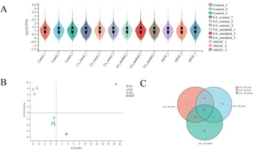 Figure 2. (A) TPM number distribution violin illustration. (B) Different treatment group expression between sample quantity PCA analysis. (C) Venn diagram of differentially expressed genes.