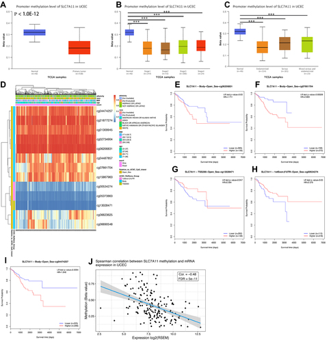 Figure 5 The DNA methylation analysis of Solute carrier family 7 member 11 (SLC7A11) in Uterine corpus endometrial carcinoma (UCEC). (A) Promoter methylation level of SLC7A11 in UCEC and normal tissues were analyzed with The Cancer Genome Atlas (TCGA) data by using UALCAN database. (B) Expression level of SLC7A11 methylation level in different TNM stages of UCEC. (C) Expression level of SLC7A11 methylation level in different pathological subtypes of UCEC. (D) The heat map showed the SLC7A11 DNA methylation at CpG sites. (E-I) the Kaplan–Meier (K-M) curves of overall survival (OS) shows the difference between the low- and high-expression of SLC7A11methylation of cg06206831 (E), cg07661704 (F), cg13028471 (G), cg00534274 (H), and cg04474257 (I) CpG sites in UCEC. (J) Correlation between SLC7A11 mRNA expression and DNA methylation level was analyzed.