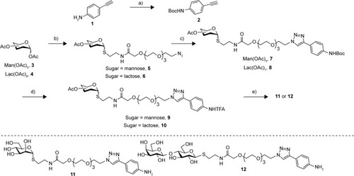 Figure 2 Synthetic pathway for the synthesis of derivatives 11 and 12.Notes: (a) Boc2O, THF, 54%; (b) see ref Citation36; (c) CuSO4, sodium ascorbate, CH2Cl2/H2O, MW, 7 (62%), 8 (80%); (d) TFA, CH2Cl2, 9 (99%), 10 (80%); (e) MeONa/MeOH, 11 (79%), 12 (60%).Abbreviations: THF, tetrahydrofuran; MW, microwave; TFA, trifluoroacetic acid.