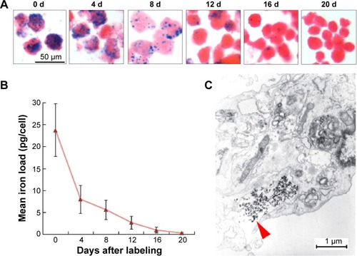 Figure 2 Release rate of intracellular iron in vitro.Notes: (A) Prussian blue staining of SPIO-MSCs at different times after SPIO labeling (all figures in A are at 50 μm in size range). (B) Quantitative analysis showing that the intracellular mean iron load decreased continuously over time after magnetic labeling. (C) Electron microscopic images of MSCs at 4 days after labeling showed the release of iron dense particles (red arrow) from the cytoplasm.Abbreviations: d, days; SPIO, superparamagnetic iron oxide; MSCs, mesenchymal stem cells; SPIO-MSCs, mesenchymal stem cells incubated with superparamagnetic iron oxide.