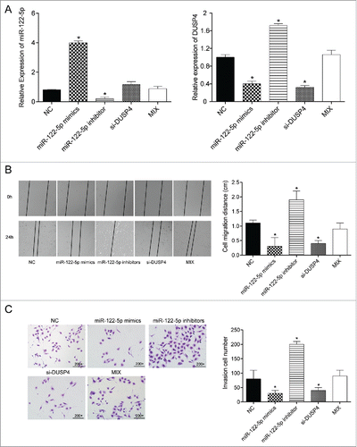 Figure 4. MiR-122-5p inhibited gastric cancer cell migration and invasion ability by targeting DUSP4 (A) The transfection efficiency was confirmed by qRT-PCR. (B) The wound distance and cell mobility of the experimental groups at different time points were measured by wound healing assay. The migration ability of the cells in miR-122-5p group or si-DUSP4 group was significantly lower than in NC group. The NC group and the Mix group could not be significantly distinguished (× 200). (C) The number of invasion cells in miR-122-5p mimics group and si-DUSP4 group was remarkably fewer compared with NC group, whereas that in miR-122-5p inhibitor group was considerably more than that in NC group detected by transwell invasion assay. Little difference could be found between NC group and the Mix group. *P < 0.05, compared with NC group.