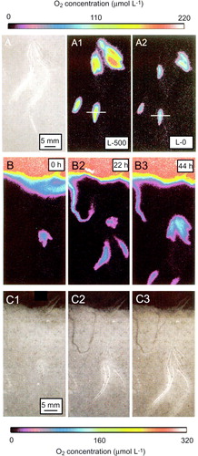 Figure 26.  (A) Black and white image of a Zostera marina rhizosphere with corresponding O2 images obtained at 500 µmol photons m−2 s−1 (A1) and in darkness (A2). (B, C) Series of O2 images obtained at a 22 h interval (B, B2, B3) with corresponding black and white images (C1, C2, C3) (redrawn from Frederiksen & Glud Citation2006).