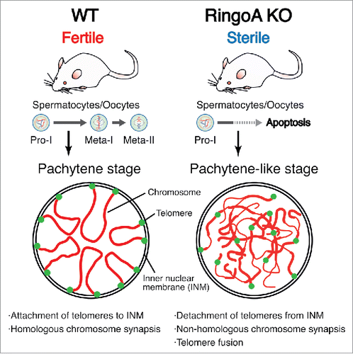 Figure 1. The Cdk2 activator RingoA is essential for the progression of germ cells through meiotic prophase I. Loss of RingoA arrests mouse germ cells in a pachytene-like stage with defective telomere tethering to the inner nuclear membrane (INM), non-homologous chromosome synapsis and telomere fusion, eventually leading to apoptosis.