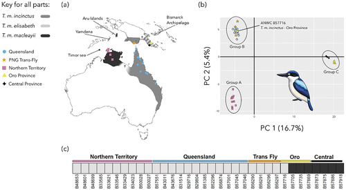 Figure 1. Genomic variation in Forest Kingfishers (drawn by Julian Teh). (a) Total distribution of the species (modified from Woodall and Kirwan Citation2020), key localities mentioned in the text, and sampling localities of Forest Kingfisher T. macleayii specimens used in this study (coloured symbols) sampled from five geographic regions – Northern Territory (squares) and Queensland (circles) from Australia, and Trans-Fly (star), Central Province (diamond) and Oro Province (triangle) from Papua New Guinea (PNG). Details of distribution north of Australia as shown broadly reflect available data (e.g. Mees Citation1982; Dickinson and Remsen Citation2013) but details especially when and where subspecies may overlap warrant closer study (see Introduction); (b) Results of PCA analysis of SNP data for the first two principal components PC1 and PC 2. Three genetic clusters are identified – Group A (Northern Territory), Group B (Queensland, Trans-Fly and ANWC B57716 from Oro Province) and Group C (Central and Oro Province). Colour coding follows Figure 1(a) – see text for discussion of subspecies assignments. (c) Results of STRUCTURE analysis. Two genetic clusters (K = 2) were determined to be the best fit to the data and highlight the distinctiveness of Group C relative to Groups A and B. Group Labels have been added to Table S1.