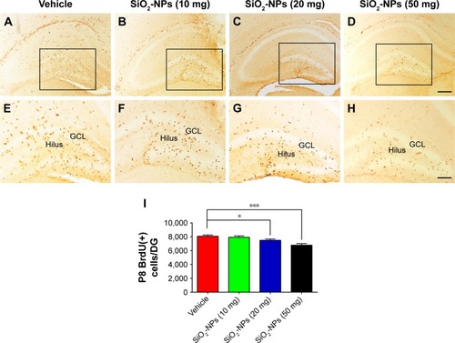 Figure 5 SiO2-NP exposure suppressed cell proliferation in the DG.Notes: (A–D) Representative images of BrdU-labeled sections of the DG for each of the four groups: Vehicle, SiO2-NPs (10 mg), SiO2-NPs (20 mg), and SiO2-NPs (50 mg). (E–H) The images are higher-power views of the boxed areas in A–D. (I) Quantitative analysis of the number of BrdU-labeled cells in the hippocampal DG. The data are presented as the mean ± SEM (n=5). *p<0.05, and ***p<0.001. The scale bar in (D) =200 µm and applies to (A–D), and that in (H) =100 µm and applies to (E–H).Abbreviations: SiO2-NPs, silica nanoparticles; DG, dentate gyrus; BrdU, 5-bromo-2-deoxyuridine; SEM, standard error of the mean; GCL, granule cell layer.