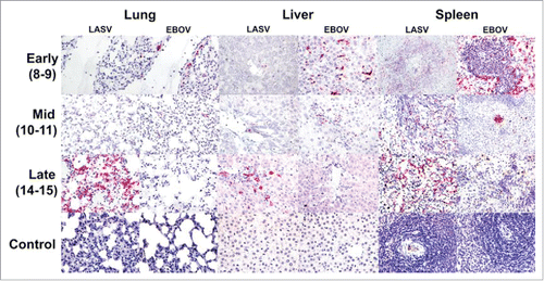 Figure 7. A newly adapted ISH technique using nucleic acid probes on formalin fixed- tissues reveals more specific staining patterns for LASV and EBOV antigens. Staining patterns differ in the co-infected GPs dependent upon disease progression (early, mid, and late). Tissues from animals that succumbed early had prominent staining of EBOV antigen in lung, liver and spleen. Moderate staining of LASV was also present in liver and spleen in the early sample. Both viruses stained with relatively equal intensity in the mid phase samples in liver and spleen, but only EBOV was detected in lung at the mid phase. EBOV antigen was still detected in the spleen at low levels during the late phase, but LASV antigen was detected at a much higher level in this tissue, as well as being present in high levels in the lung and liver. The uninfected control samples demonstrate the specificity of the nucleic acid probe staining technique.