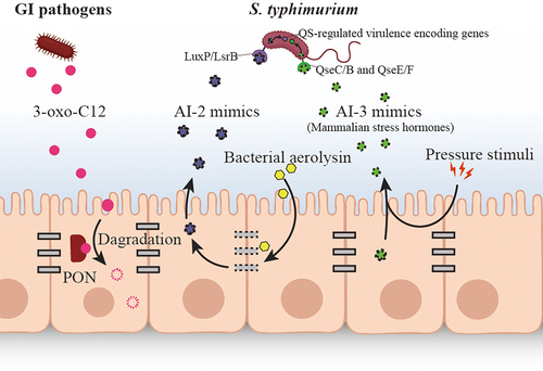 Figure 3. The fight back against bacterial QS signaling by host.