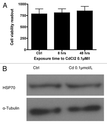 Figure 4. (A) Viability of dispersed primary mouse islet cells at 48 h: Ratio of viable to dead cells in dispersed primary mouse islets using the Multitox® assay following exposure to 0.1 µmol/L CdCl2 for 8 or 48 h compared with control (n = 3, each in triplicate). (B) Representative blot of the expression of the heavy metal toxicity marker Heat Shock Protein 70 (HSP70) in dispersed primary mouse islets following exposure to 0.1 µmol/L CdCl2 for 48 h compared with non-exposed control cells.