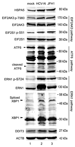 Figure 7. HCV induced ER stress. Mock-infected Huh7 (Huh7), HCV-N cells and Huh7 infected with 10 MOI JFH1 virus (JFH1) were harvested 5 d postinfection. The expression of HSPA5, ATF6, XBP1 and DDIT3, and the phosphorylation of EIF2AK3, EIF2S1 and ERN1 were analyzed by western blot. ACTB was used as a sample loading control.