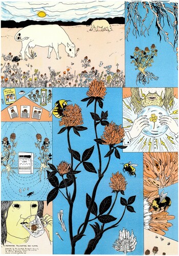 Figure 1. Plant–pollinator relationships at stake, or in some way out of sync, in Southern Sweden, Northern Europe. A2 size riso printed posters, drawn with thin, clear ink lines and coloured in bright shades of orange, yellow, aqua and camel brown. Large portraits of the plants in bloom with visiting insect pollinators take a central place in the image, surrounded by a frame of smaller thickener panels – images that expand the story – different facets of a prism presenting these relationships. Red Clover is more or less dependent on one particular pollinator – the great yellow bumblebee (klöverhumla). This is because the great yellow bumblebee has a tongue that is long enough to reach all the way down into the floral barrel of the clover. The great yellow bumblebee is, however, listed as a threatened species in Sweden, partly due to the ways that landscapes are farmed. Copyright Saskia Gullstrand.