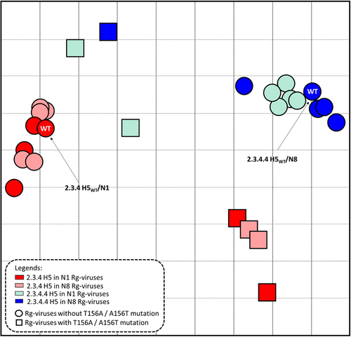 Figure 6. Antigenic drift of 2.3.4 and 2.3.4.4 H5 Rg viruses demonstrated recognition by specific 2.3.4 and 2.3.4.4 H5WTanti-sera. Antigenic differences between the groups of Rg viruses, including both the WT 2.3.4 and 2.3.4.4 H5 and single- or multiple-mutant viruses with N1 or N8 are shown through an antigenic map generated using hemagglutination inhibition (HI) titers derived from recognition of specific anti-sera for the WT 2.3.4 H5N1 and 2.3.4.4 H5N8 HA proteins (Table S3). The antigenic cartography map was constructed using the constructed HI matrices with the subsets of viruses against the two anti-sera normalized by low-rank matrix completion. Using multidimensional scaling in the R program, the viruses were projected into a 2D map wherein each grid line (horizontal and vertical) in the map represents a distance of one antigenic unit (AU), corresponding to a 2-fold difference in HI titers. The Euclidean distances corresponding to the antigenic distance differences among the viruses were calculated and are presented in Table S4.