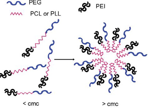 Scheme 1. Micelle formation of PEI-bound diblock copolymers.
