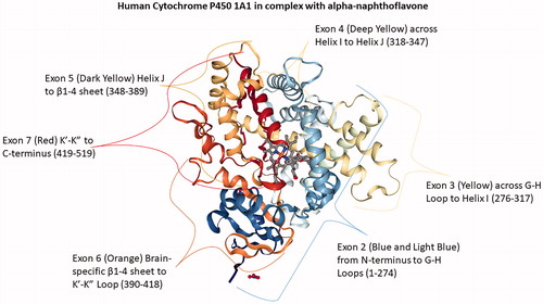 Figure 1. Human Cytochrome P450 1A1 in complex with alpha-naphthoflavone. Exon 2 (1-275) rainbow blue extends from the N-terminus to G-H Loop; Exon 3 (276-317) G-H Loop to Helix I; Exon 4 (318-347) Helix I to Helix J; Exon 5 (348- 389) Helix J to β1-4 sheet, Exon 6 (390-418) Brain-specific β1-4 sheet to K’-K” Loop; and Exon 7 (419-512) K’-K” to C-terminus red. PDB ID: 4I8V (Walsh et al. Citation2013; Annalora et al. Citation2017; Rose et al. Citation2018).