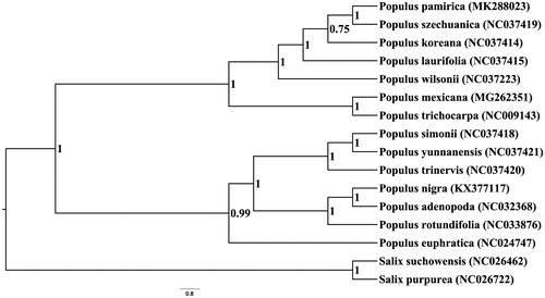 Figure 1. Bayesian phylogram of Populus pamirica as well as other related species inferred from the complete plastome sequences.