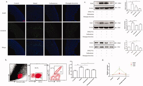 Figure 5. Effect of HQD on PRRs and intestinal barrier function of colitis mice. (a) Impact of HQD on the bacterial submucosal invasion in colitis mice by FISH. Bacteria labelled with green-fluorescence, the cell nucleus labelled with DAPI (magnification × 200). Scale bar: 50 μm. (b) Impacts of HQD on the RegIIIγ in IECs by FCM. The analytical protocol of IECs expressed RegIIIγ and the statistical results of CD324+RegIIIγ+ IECs mice. (c) Impacts of HQD on PRRs (TLR4, TLR5, NOD2) in colitis mice by western blot. Quantification of protein expression was performed by densitometric analysis of western blots. Expression was normalized to that of β-actin. Data are expressed as the means ± SD of three independent experiments. (d) Comparison of HQD on the expression of three PRRs (TLR4, TLR5, NOD2) proteins. #p < 0.05, ##p < 0.01, ###p < 0.001 control versus model, *p < 0.05, **p < 0.01 versus model.