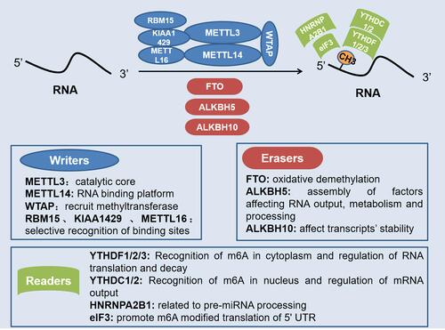 Figure 1 Role of different regulatory factors in m6A modification of RNA. Writers, erasers, and readers play different roles in the dynamic m6A modification of RNA. Methyltransferase complex with METTL3 as the core positively regulates m6A modification, while demethylases represented by FTO and ALKBH5 negatively regulate m6A modification. Also, the recognition of m6A modification requires the recognition and combination of various readers.