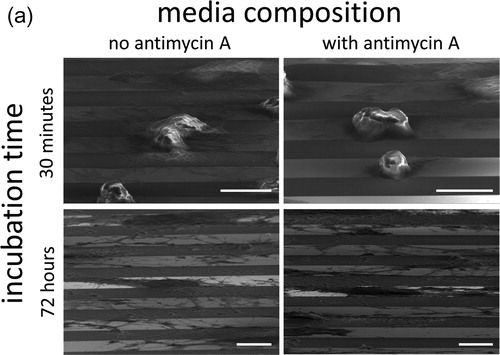 Figure 8(a). Representative 70° tilted SEM micrographs of cells incubated on comb structures, with line widths of 10 μm, for 30 minutes and 72 hours, respectively, in media with or without antimycin A. Scale bars correspond to 10 μm.