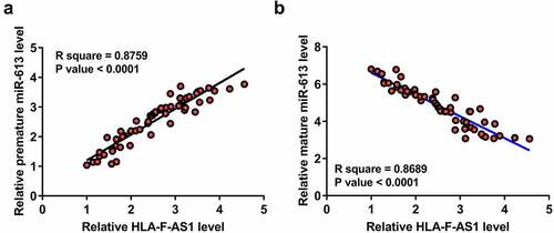 Figure 2. Correlations between HLA-F-AS1 and miR-613 across PCOS samples.