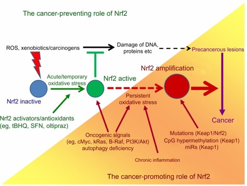 Figure 3 The dual role of Nrf2 in cancer.