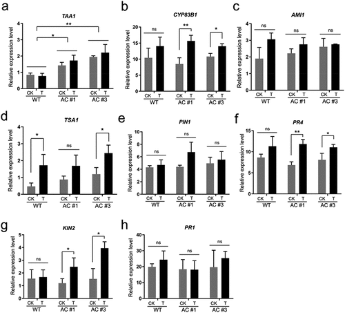 Figure 4. Endogenous cAMP elevation modulates the expression of IAA biosynthesis and stress-hormone signaling signature genes. Aerial part tissue samples of five-week-old seedlings collected at the time point of 0 h (CK) and 6 h (T) after dexamethasone (DEX) treatment in both AC#1 and AC#3 transgenic lines, along with wild type (WT), were detected by quantitative RT-PCR with normalization to F-box gene. (a) TAA1 (tryptophan aminotransferase of Arabidopsis 1); (b) CYP83B1 (cytochrome P450 83B1); (c) AMI1 (amidase 1); (d) TSA1 (tryptophan synthase alpha subunit); (e) PIN1 (PIN-FORMED 1); (f) PR4 (pathogenesis-related protein 4); (g) KIN2 (stress-induced protein KIN2); (h) PR1 (pathogenesis-related protein 1). Data are presented as the mean ± SD of three biological replicates. Two-tailed Student’s t-test, *p <.05, **p <.01.