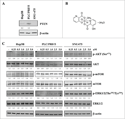 Figure 1. (A) Western blot analysis of PTEN basal expression on human HCC cell lines. (B) Chemical structure of PTEN inhibitor hydroxy(oxo)vanadium 3-hydroxypyridine-2-carboxylic acid trihydrate (VO-OHpic). (C) Western blot analysis of PTEN-regulated phospho proteins AKT, mTOR and ERK1/2 in Hep3B, PLC/PRF/5 and SNU475 cells. The numbers represent the ratio of the relevant protein normalized with β-actin, with vehicle-treated control samples (–) arbitrarily set at 1.0. The data shown represent two independent experiments with comparable outcomes.