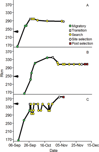 Figure 17. Examples of detection plots for natural-origin male (panel A), natural-origin female (panel B), and hatchery-origin female (panel C) fall Chinook salmon adults including the migratory phase, transition date and location, search phase, spawning site selection, and detections made after spawning site selection. The arrows next to y axis show the river km where the adults were released as Age-0 juveniles. The figure originally published in Connor and Garcia (Citation2006) was provided for use by the editorial staff of Transactions of American Fisheries Society. The font was modified and color added.