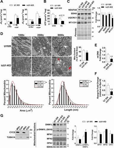 Figure 5. Mitochondrial function, morphology, and biogenesis in icU1-KO hearts. (A) Pyruvate-malate and palmitoyl-carnitine-malate driven oxygen flux (n = 4). (B) Pyruvate-malate and palmitoyl-carnitine-malate driven ATP production (n = 3–4). (C) Representative immunoblots of subunits of the electron transport chain (Left) and quantification (Right) (n = 6). (D) Representative TEM images of mitochondrial structure denoting a mitochondrion with aberrant and/or disrupted cristae structure (arrowhead) and remnants of a cristae structure devoid of outer mitochondrial membrane (arrow) (Top Left). Quantification of mitochondrial content in icU1-KO hearts expressed as a percentage of total area in TEM images (n = 4) (Top Right). Percentage distribution of mitochondria according to area and length assessed from TEM images (n = 3–4) (Bottom). (E) Mitochondrial DNA content quantification (n = 7). (F) Relative mRNA expression of Ppargc1a (n = 3–7). (G) Representative immunoblots of CYCS and TUBA1A in mitochondrial and cytosolic fractions from U1 fl/fl and icU1-KO hearts (Left). Representative immunoblots of DNM1L, MFN1, MFN2, and OPA1 (normalized to SDHA), and p-DNM1L (s616):DNM1L in enriched mitochondrial fractions from U1 fl/fl and icU1-KO hearts (Middle) and quantification (Right) (n = 3–4). Data are means ± SEM; *P < 0.05 and **P < 0.01.