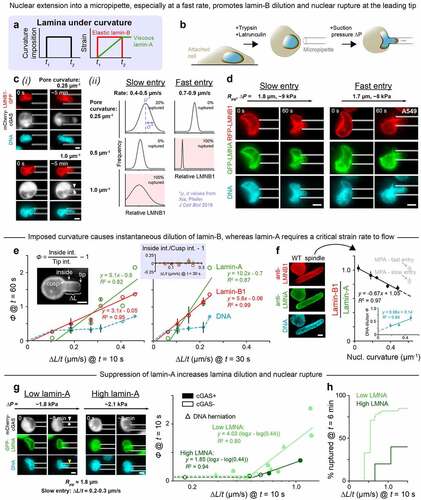 Figure 4. Nuclear entry into a constriction causes instantaneous dilution of lamin-B at the leading tip of the nucleus, while lamin-A requires a critical strain rate to flow.