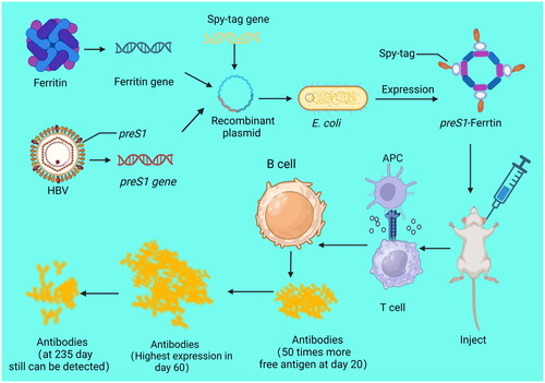 Figure 2. Long-term efficacy of ferritin nanovaccine.