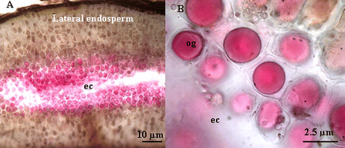 Fig. 6 (A) Light microscope micrograph of Crithmum maritimum showing the esterase activity at the vicinity of embryo cavity (ec). (B) Detail of light microscope micrograph showing the esterase activity in the oil globoid (og) at the vicinity of embryo cavity (ec). Fig. 6 Micrographie par microscope photonique, montrant l’activité estérase dans l’albumen des graines imbibées pendant 6 jours dans l’eau distillée (A) au niveau de la cavité embryonnaire (ec) et de l’albumen périphérique. (B) Micrographie par microscopie photonique montrant la localisation de l’activité estérase au niveau des globules lipidiques (og).