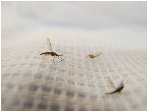 Figure 1. Dead mosquitos on a NNET NANO bed net. Locking a nano scale formulation to minimise the spread of mosquito borne diseases: Researchers at NANOTEC Nano Functional Textile Laboratory in Thailand have developed NNET NANO. They found a way to lock the nanoscale formulation of Deltamethrin into the fabric of bed nets, which will kill the mosquito within a few minutes, when it contacts the fabric. This nanoscale formulation is effective up to 5 years (instead of yearly recoating).