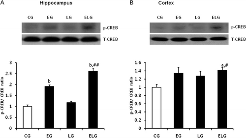 Figure 4. Changes in CREB protein expression in the hippocampus and cortex after low-intensity treadmill exercise and bright light exposure. Western blots of p (phospho)-CREB and T (total)-CREB proteins from lysates of rat hippocampus (A) and cortex (B) and their quantification. a, p < 0.01, b, p < 0.001 vs. control group and #p < 0.01, ##p < 0.001 vs. exercise group and light group. CG, control group; EG, exercise group; LG, light group; ELG, exercise plus light group.