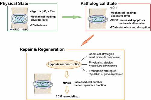 Figure 10. Strategies based on NPSC transplantation therapy for retarding IDD and restoring disc homeostasis