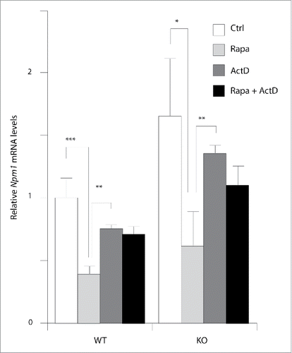 Figure 4. mTOR signaling inhibition by rapamycin increase Npm1 mRNA turnover. Total mRNA from early log phase growing MEFs were used for qPCR analysis of Npm1 expression. Cells were treated with actinomycin D (5µg/ml), rapamycin (20 nM), or rapamycin plus actinomycin D as indicated. Cells were harvested after 10 h and total mRNA was extracted for Npm1 expression evaluation. The mRNA level in WT MEFs alternatively treated with vehicle was considered as 100%. Data are representative of 3 independent experiments and expressed as fold change relative to WT vehicle-treated MEFs, taken as calibrator for comparative quantitation analysis of mRNA levels. Each sample was measured in triplicate and bar graphs represent mean ± SEM (*p < 0.05; **p < 0.01; ***p < 0.001).